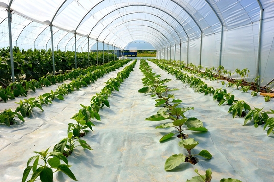 افزودنی های پلاستیکی DMG95 پودر آنتی استاتیک کمکی برای گلیسیرین مونستئارات گرانولار BOPP