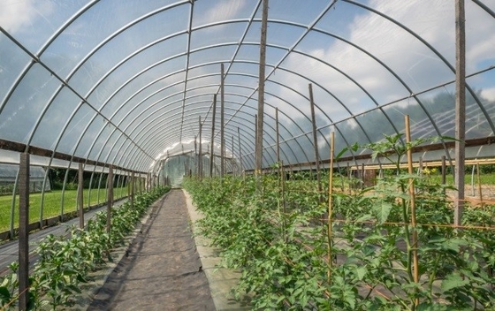 FSSC Plastic Additive Anti - Fogging Anti - Dripping Agent for Agricultural Plastic Film DMG95