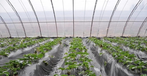 FSSC Plastic Additive Anti - Fogging Anti - Dripping Agent for Agricultural Plastic Film DMG95