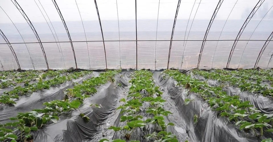 FSSC Plastic Additive Anti - Fogging Anti - Dripping Agent for Agricultural Plastic Film DMG95